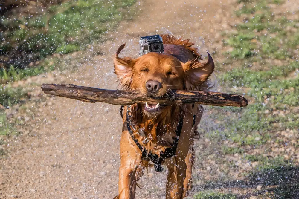 Gopro